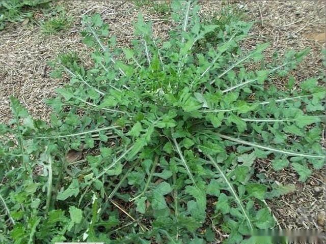 泥胡菜是什么菜 ？泥胡菜别名兜菜，生于山坡、山谷、平原、丘陵，小花紫色或红色