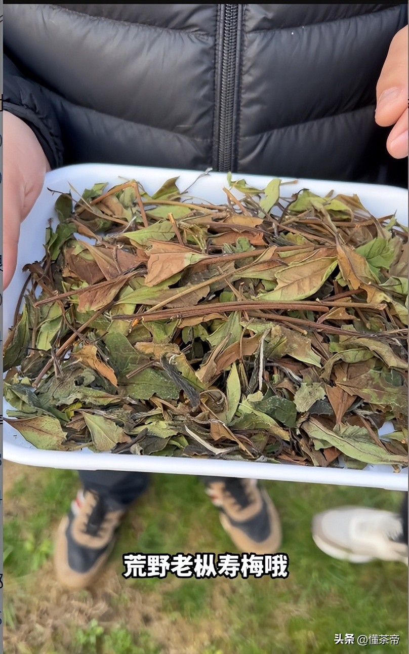 寿眉茶咋那么多梗？是低端白茶的表现吗？