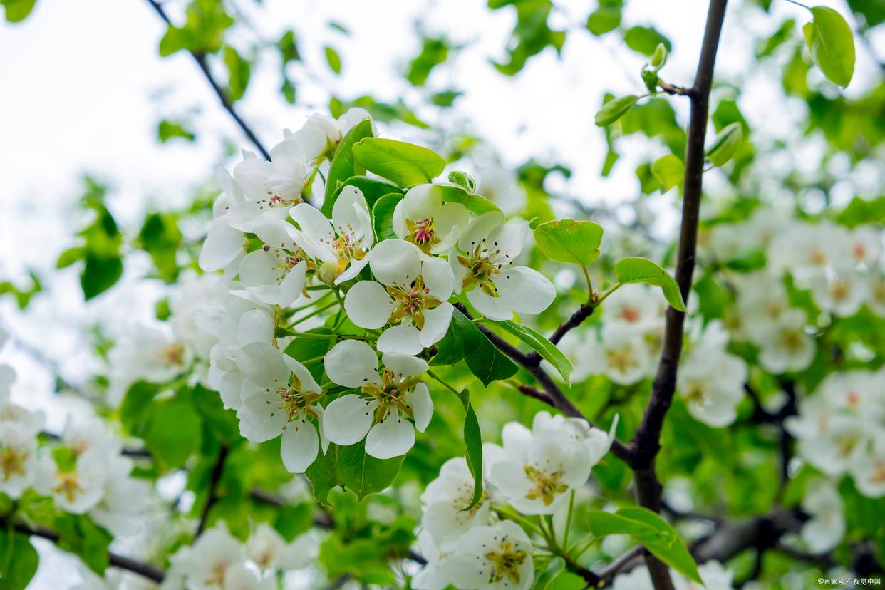 十首著名的梨花诗句，梨花开时春带雨，梨花落时春入泥