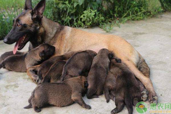 马犬幼犬多少钱一只？如何挑选一只健康的马犬幼犬？